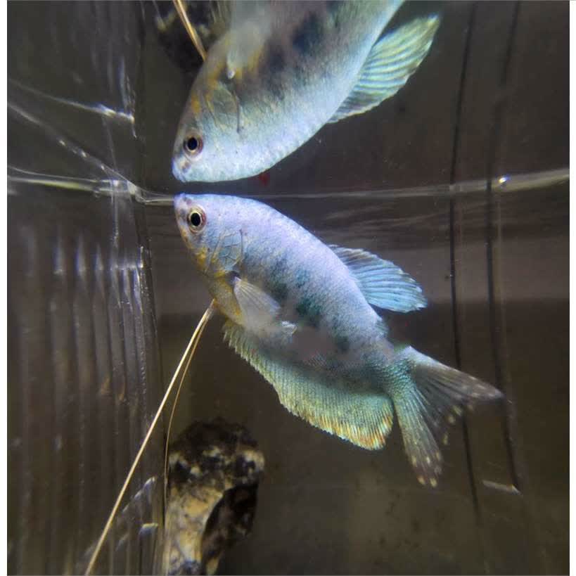 黄曼龙鱼 曼龙鱼热带鱼观赏鱼 水族活体宠物鱼 淡水活体鱼 7cm蓝曼龙2