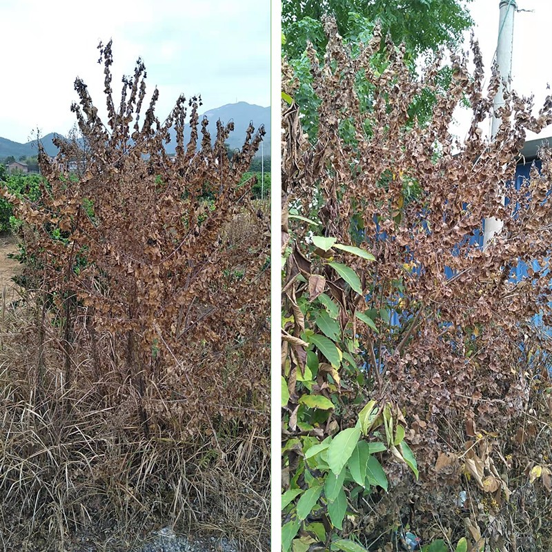 屠欢60%草甘三氯吡非耕地开荒构树络石藤铁芒箕笔筒草除草剂 1箱100袋