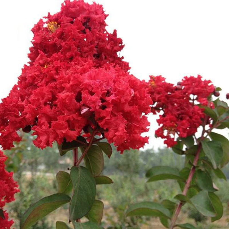 丛生大红花紫薇红火箭红火球紫薇花苗紫薇树苗丛生紫薇花苗丛生大红