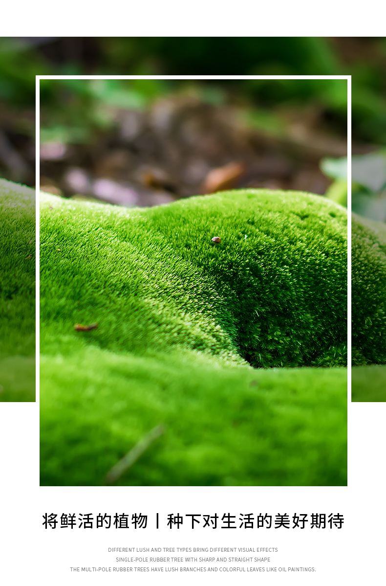 微景观生态瓶青苔苔藓微景观绿植物盆栽鲜活创意小盆景桌面摆件 牧马
