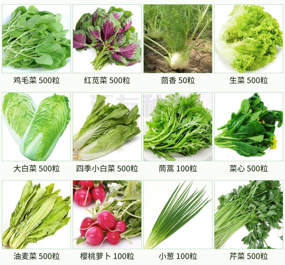青菜种类 名称图片