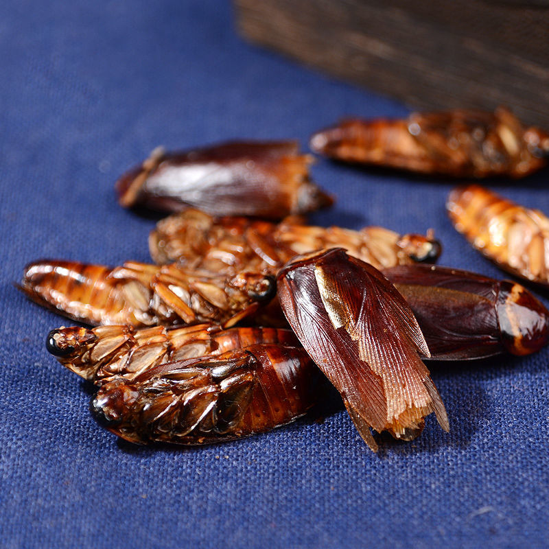 伟博中药材蟑螂 野生蟑螂干 偷油婆 药用蟑螂虫 可磨蟑螂粉 50克 蟑螂