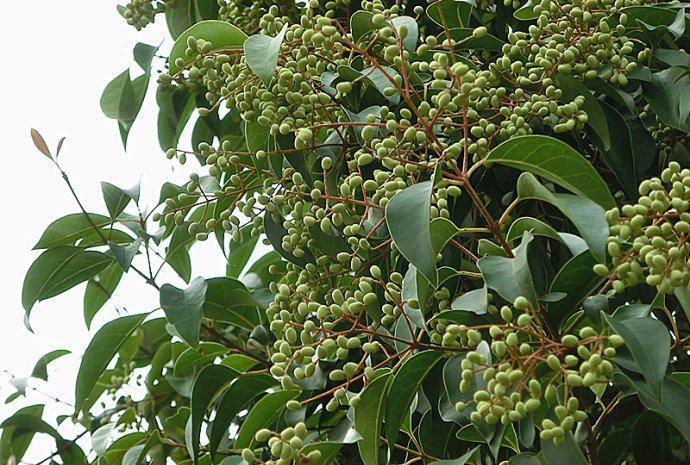 伟博旱莲草女贞子 中药材 墨旱莲乌发白发女贞子旱莲草搭配泡茶 三斤