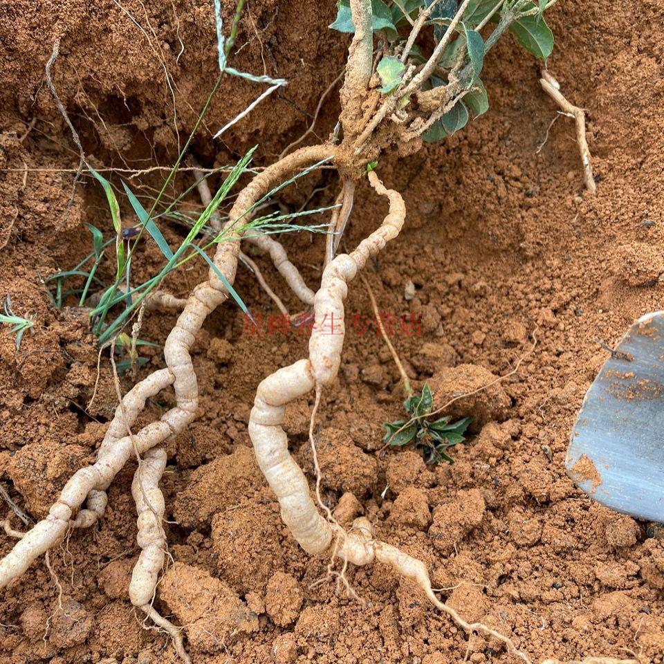 北京 原料中药材巴戟天土名巴载天巴战天凤眼根鸡肠风泡酒煲汤药食