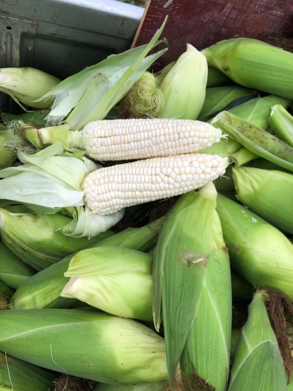 现摘现发新鲜牛奶糯玉米当季新鲜白糯玉米棒蔬菜中大棒8支300400克