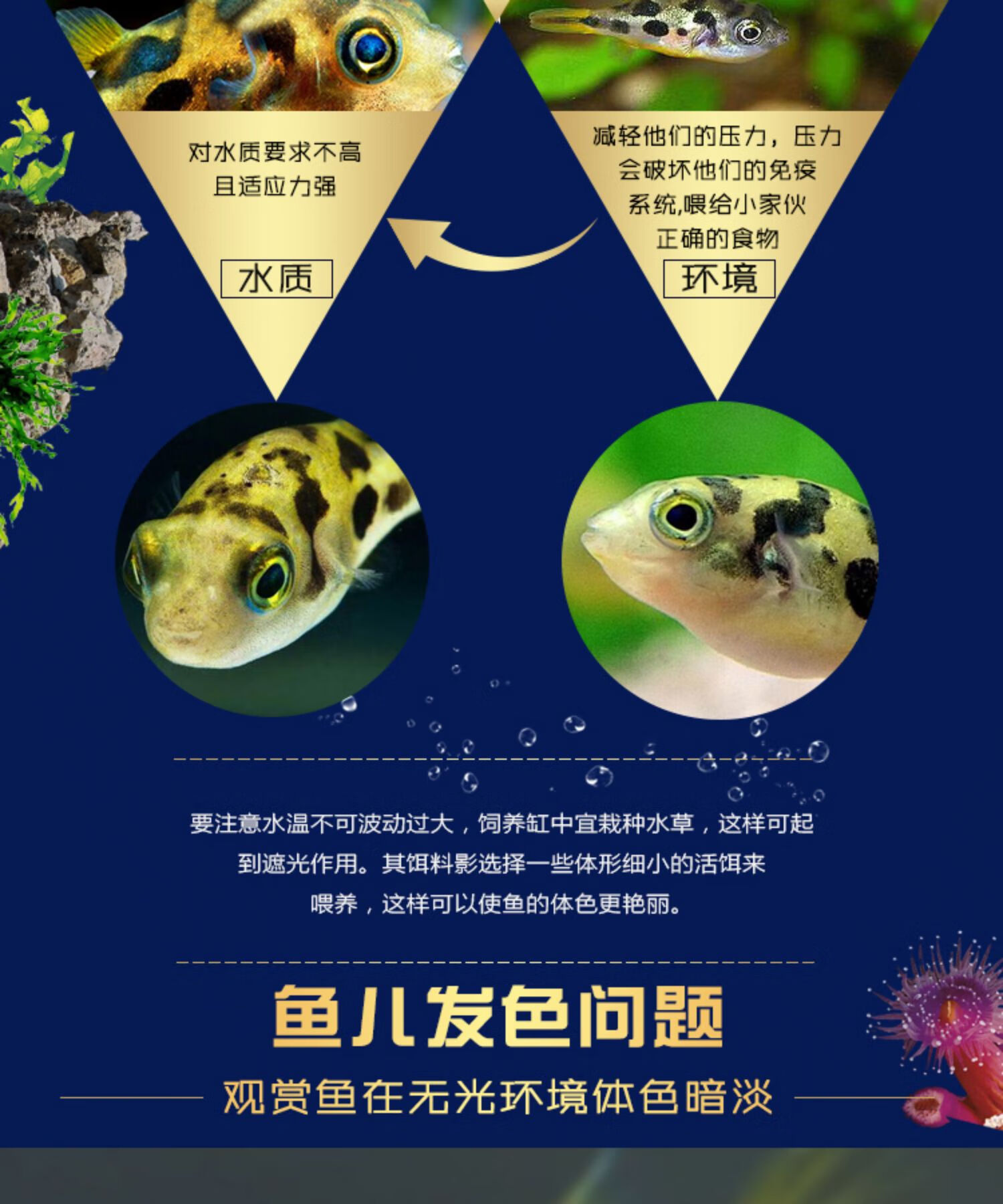 鱼吃螺高手迷你河豚潜水艇草缸水蜗牛克星除杂螺涡虫 杀手螺吃杂螺2只