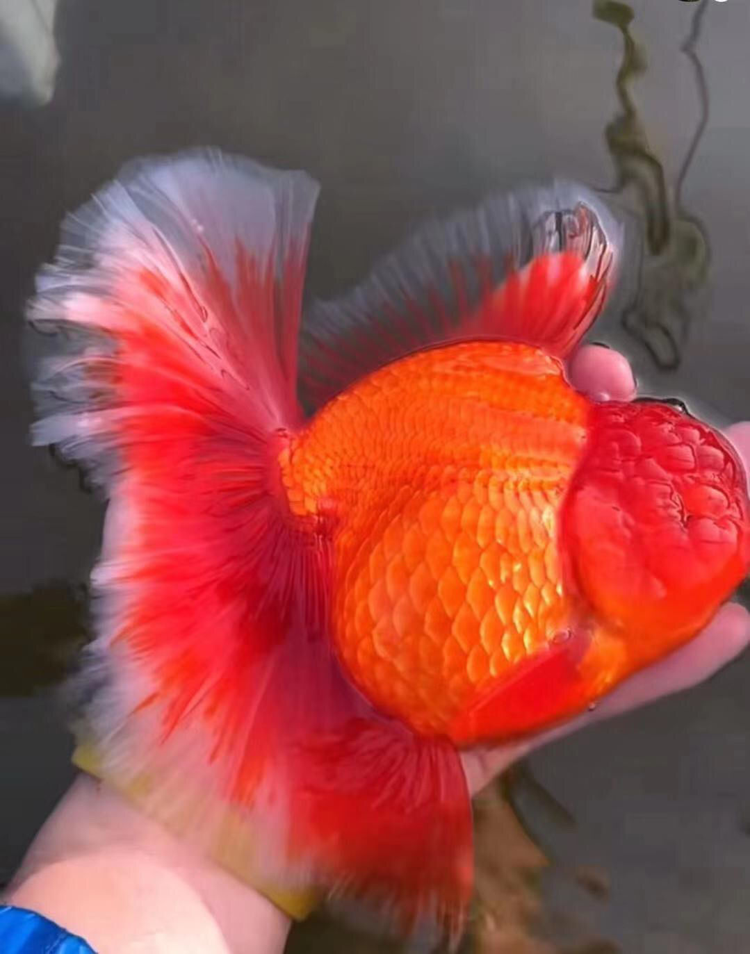 百褶精品原泰f1巨人百褶泰狮泰国进口招财红白狮子头鱼苗包活68cm精品