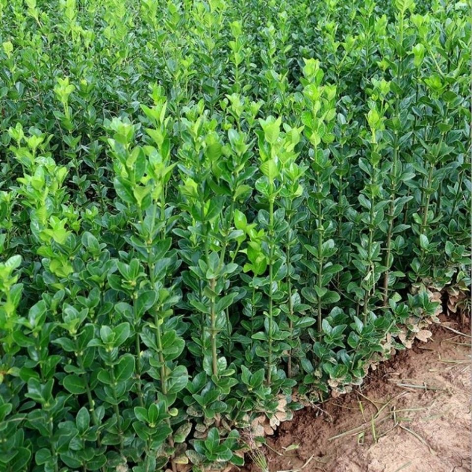 常青冬青苗室外树苗木万年青庭院法国冬青苗绿化苗树苗 冬青苗5-20cm