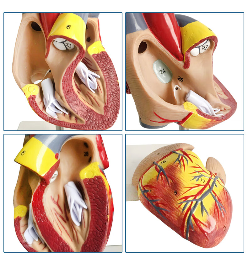人体心脏模型心脏搭桥模型心内科心脏解剖教学模型自然大心脏自然大