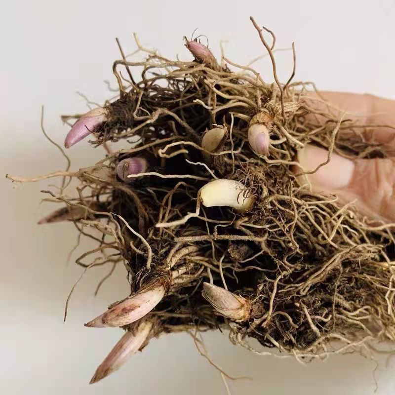 雨花蝶 铃兰花种苗盆栽带芽客厅阳台庭院花卉室内易养活耐寒鲜花花卉