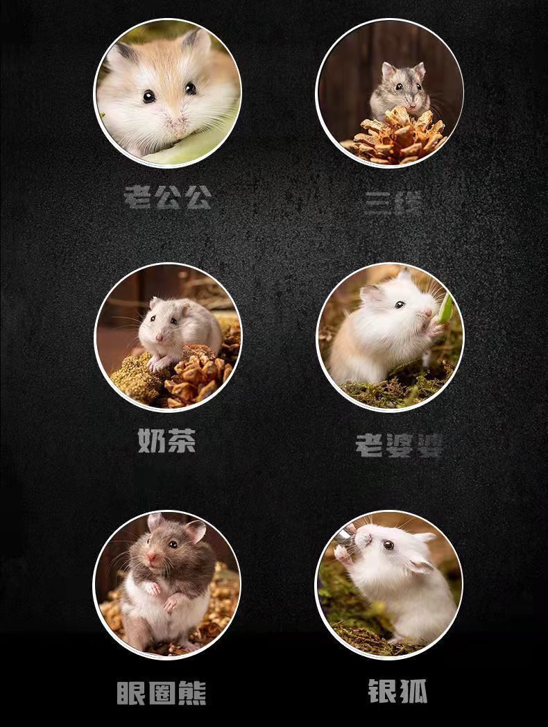 仓鼠活物幼崽成宠学生宠物活体情侣宠物布丁紫仓三线银狐长毛仓鼠 一