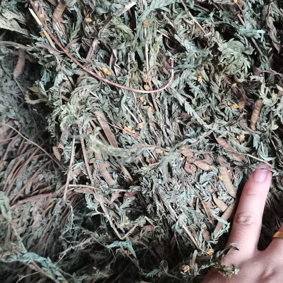 草藥鐵甲草軟肝草坡扁柏乾貨新鮮曬乾無硫磺250g