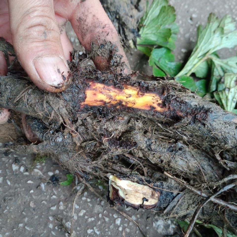 贵州毕节野生新鲜虎掌草500g下单白花舌头草见风黄五倍叶一斤【图片