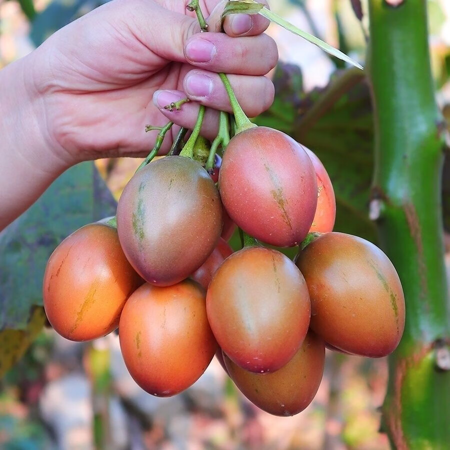 轻恋现摘现货现发番茄水果新鲜洋酸茄树番茄云南特产大树番茄食用西