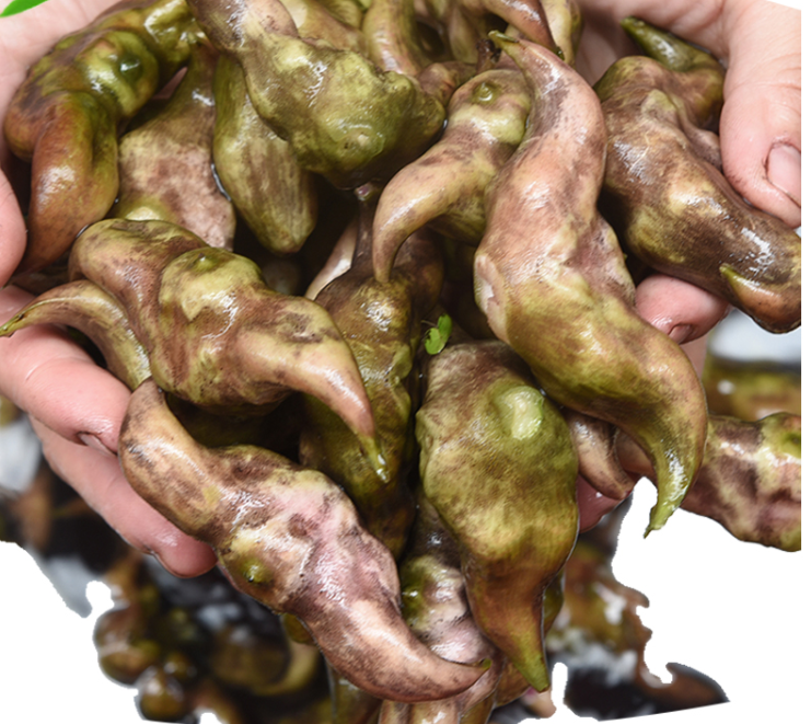 湖北洪湖新鲜老菱角 现摘青棱角带壳粉糯黑凌角湖北特产 5斤(顺丰空运