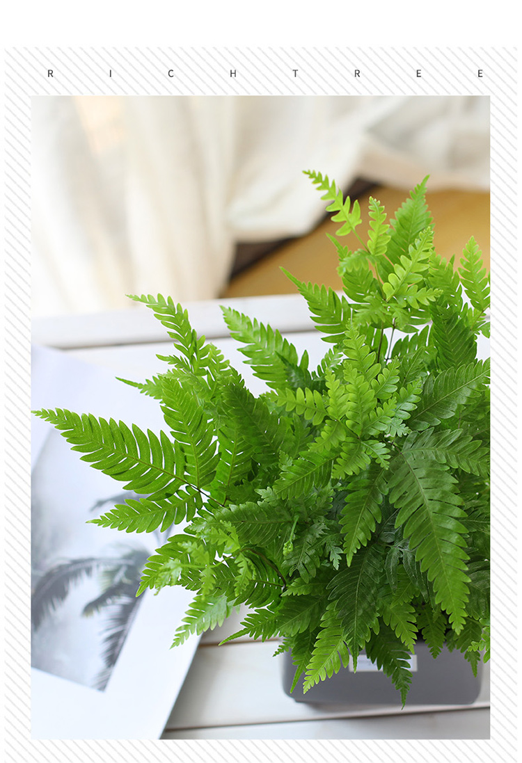 贵腾农资 傅氏蕨蕨类植物室内植物迷你小盆栽桌上绿植办公室 傅氏蕨 