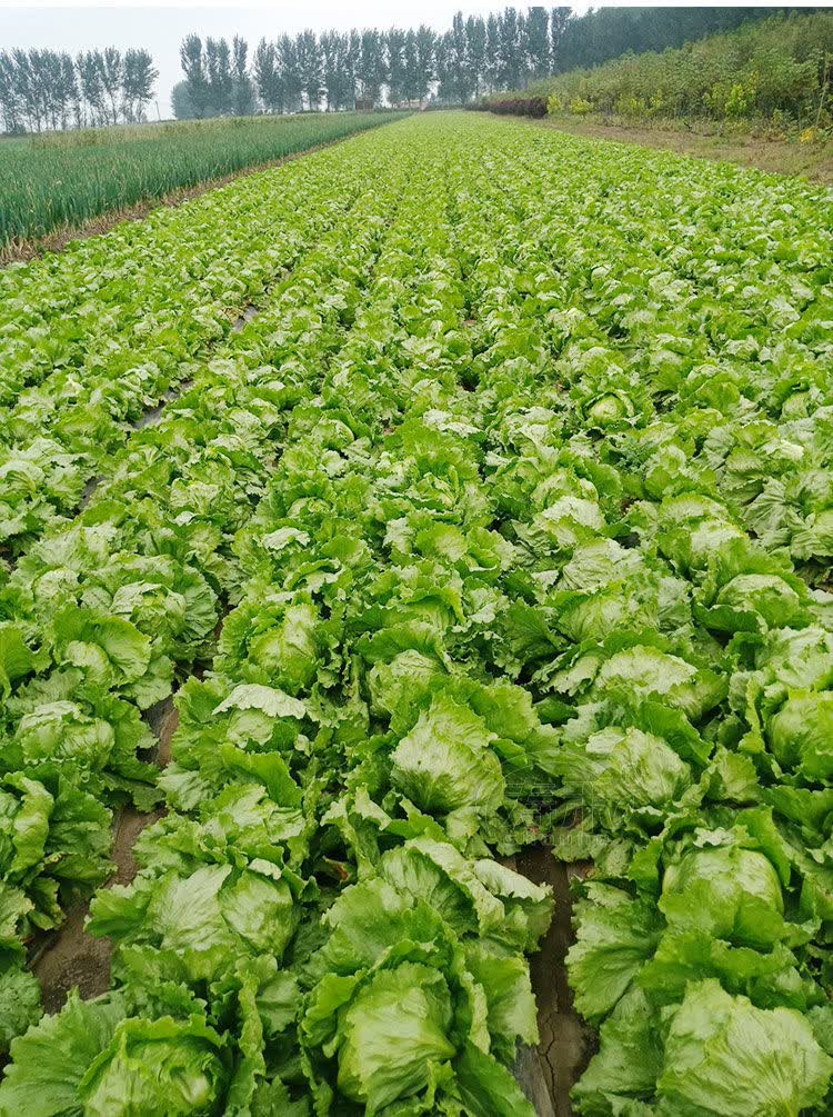 【精选现发】包心生菜种子结秋生菜籽圆生菜汉堡球耐抽苔秋季四季蔬菜