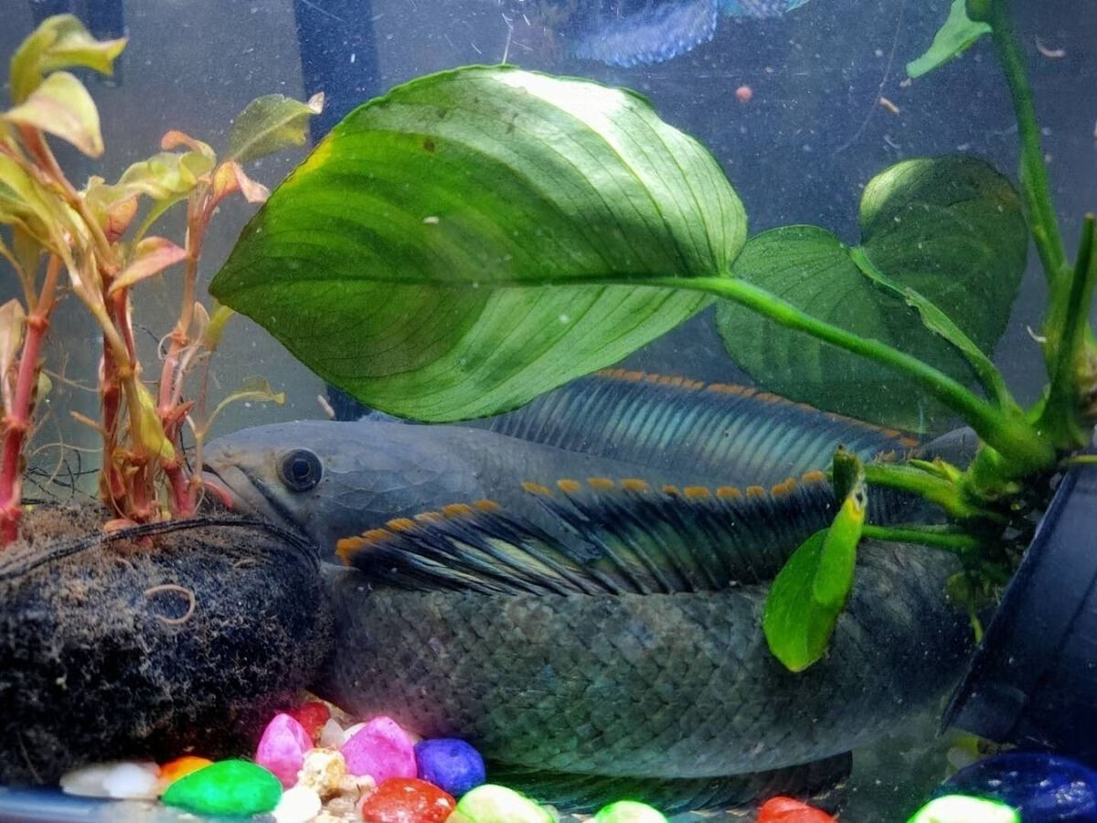 观赏鱼活体雷龙冷水鱼野生南醴耐养淡水鱼彩虹雷龙鱼带氧耐活鱼 特级