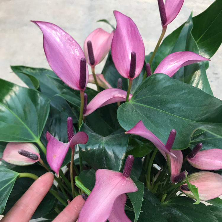 花苗紫掌香妃齐祖盆栽带花苞室内高档花卉耐阴耐热多年生 感悟 带盆栽