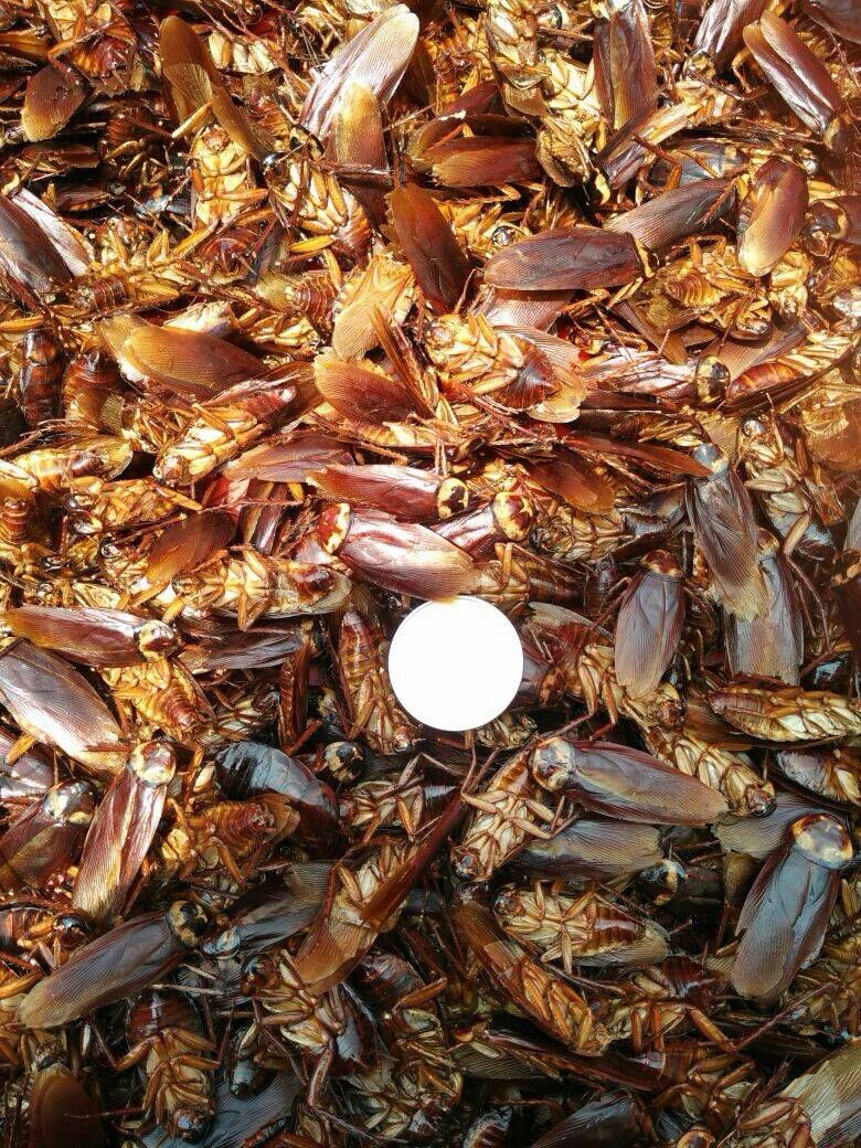 美洲大蠊蟑螂干品自家养殖场养殖,新鲜干燥完整无杂 50克