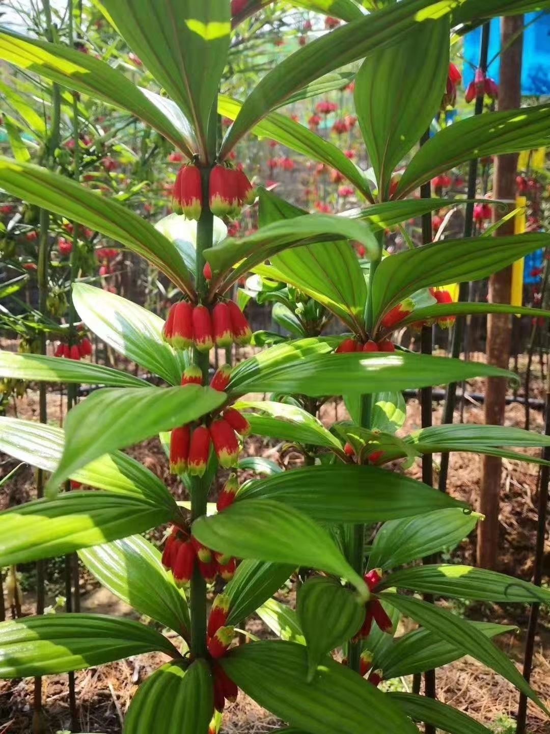 伟博红花滇黄精种果一斤150黄精(苗)室内盆栽花 黄精带皮种一公斤