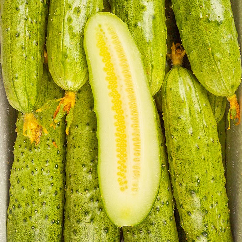 溪味道新鲜东北旱黄瓜5斤辽宁水果黄瓜农家小青瓜小黄瓜顶花带刺新鲜