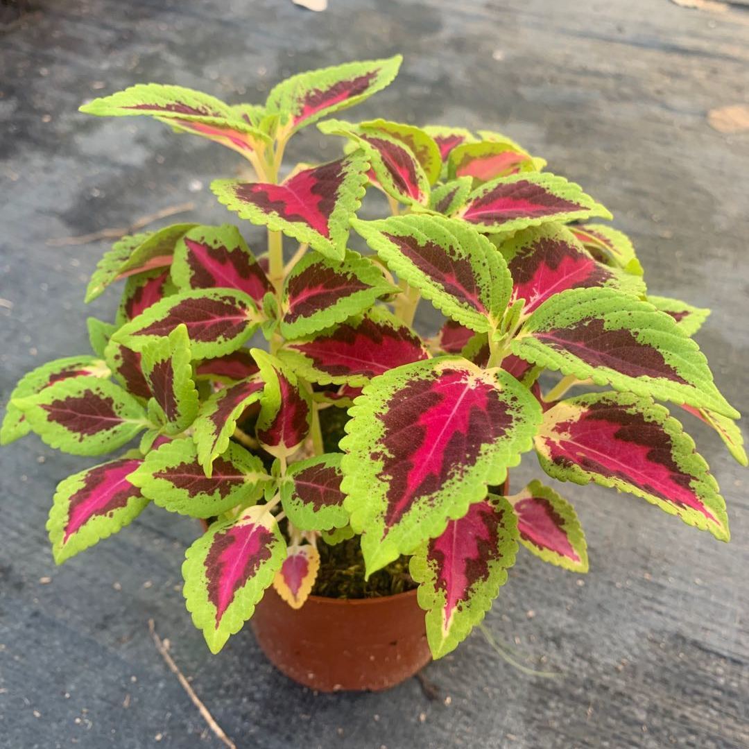 彩叶草盆栽花卉五彩苏观叶植物室内阳台庭院清心草办公室好养绿植麦桑