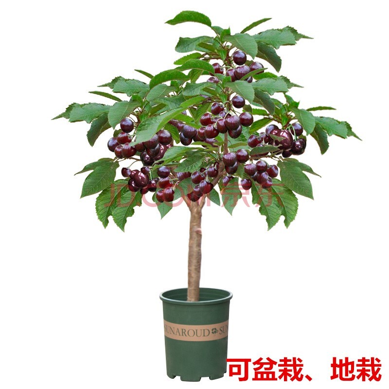 正宗大樱桃树苗嫁接樱桃苗车厘子树苗矮化樱桃树嫁接车厘子树苗盆栽地