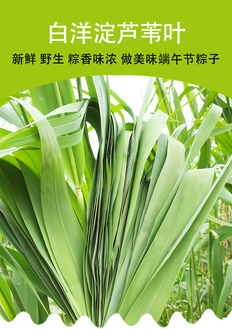 晨臻白洋淀新鲜芦苇叶天然粽子叶端午节包粽子粽叶非竹子竹叶200片