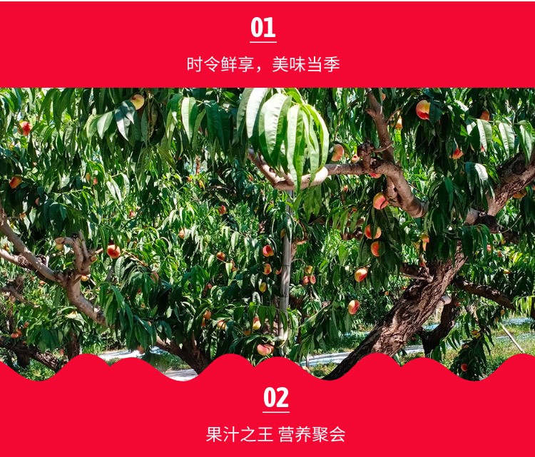 唐鲜生 平谷白油桃 生鲜 新鲜水果 毛重5斤（净重约4.5斤）