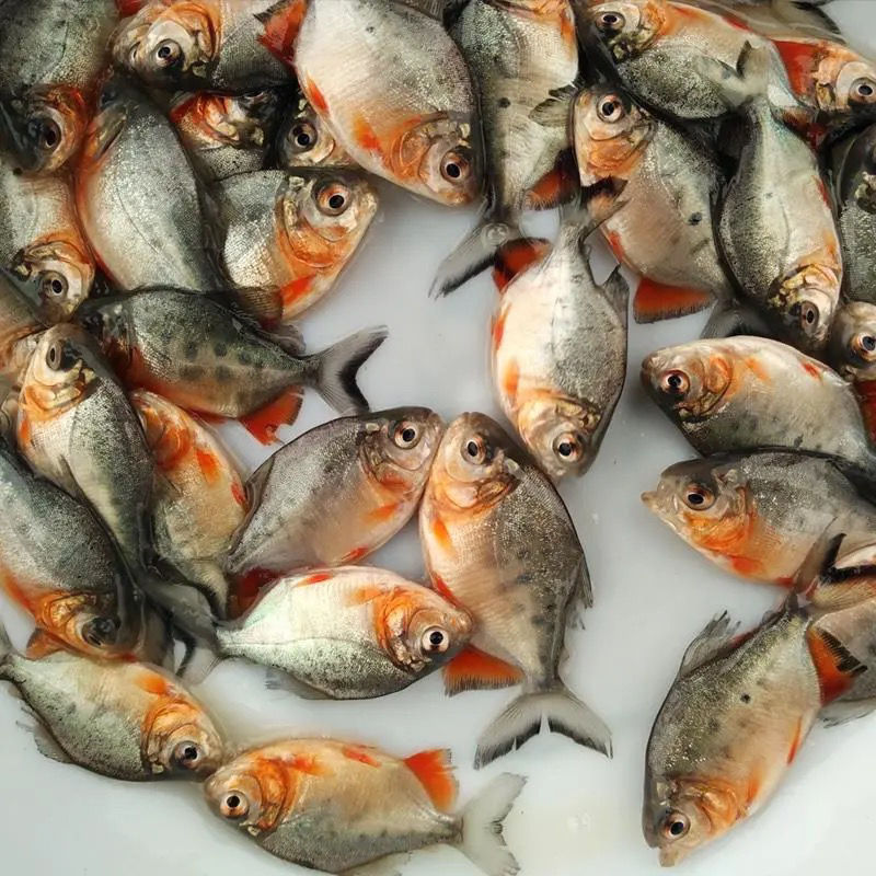 淡水红鲳鱼苗白鲳鱼苗食人鲳小型热带鱼凶猛鱼鲳鱼观赏鱼45公分100条