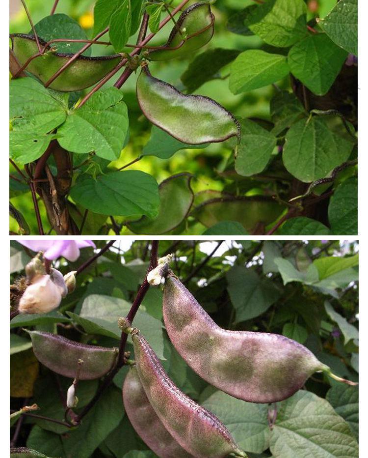 眉豆种子紫扁豆种籽绿眉豆紫边红边扁豆角种子好吃易种四季蔬菜籽