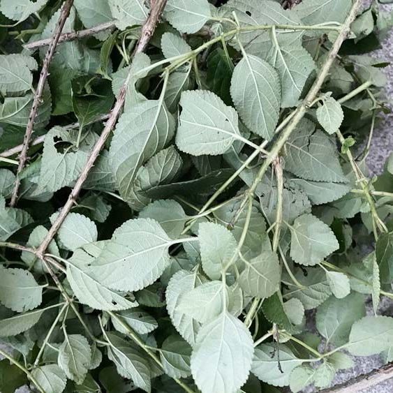 马缨丹中草药材干五色梅臭草皮肤宝宝洗澡新鲜现采枝叶五色花 晒干