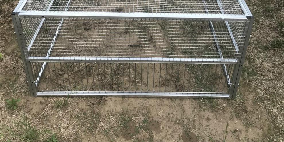 芙蓉花自动捕鸡神器网捕鸽收鸽笼全防逃脱笼收鸽笼天落笼抓鸽子套网