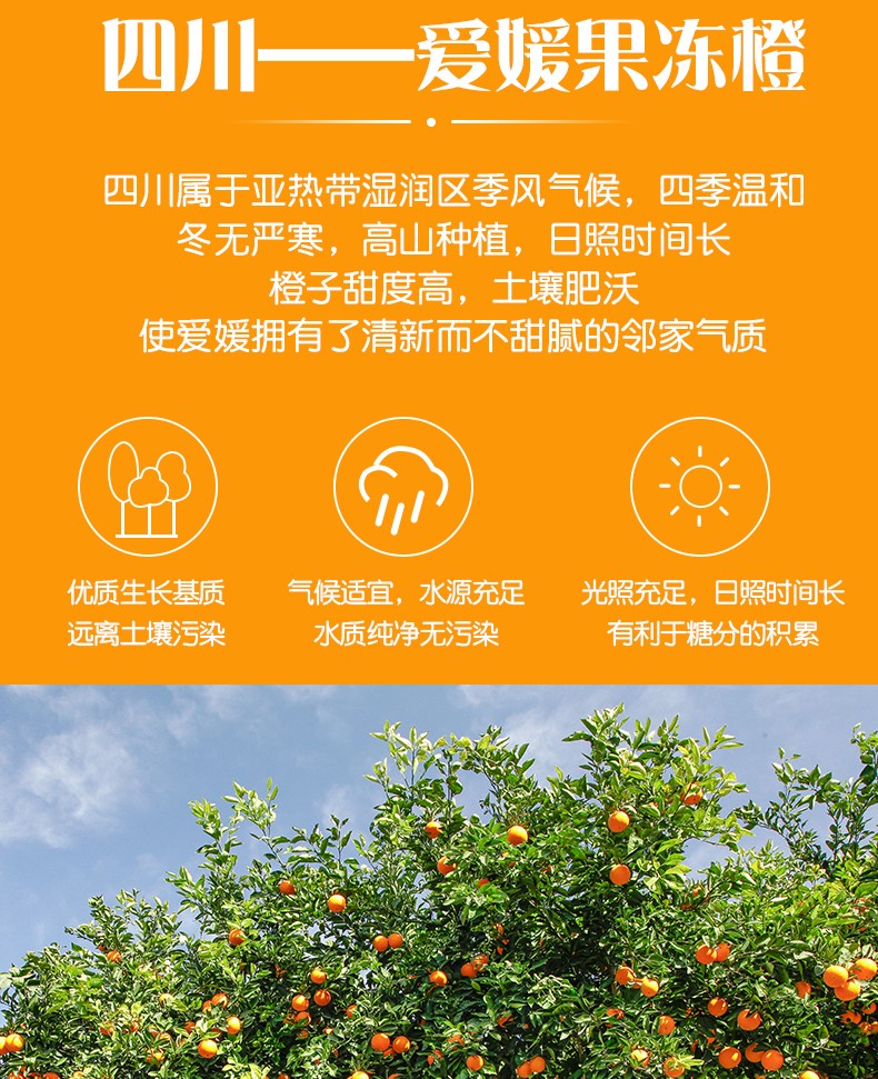 爱媛（定制改）_04.jpg