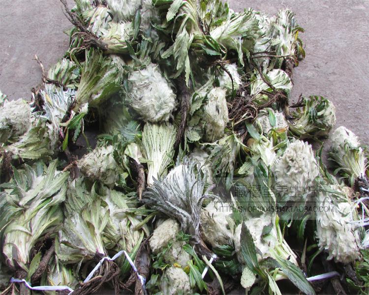 藏雪莲西藏雪莲花5朵大朵质量远超天山雪莲今年新货【图片 价格 品牌