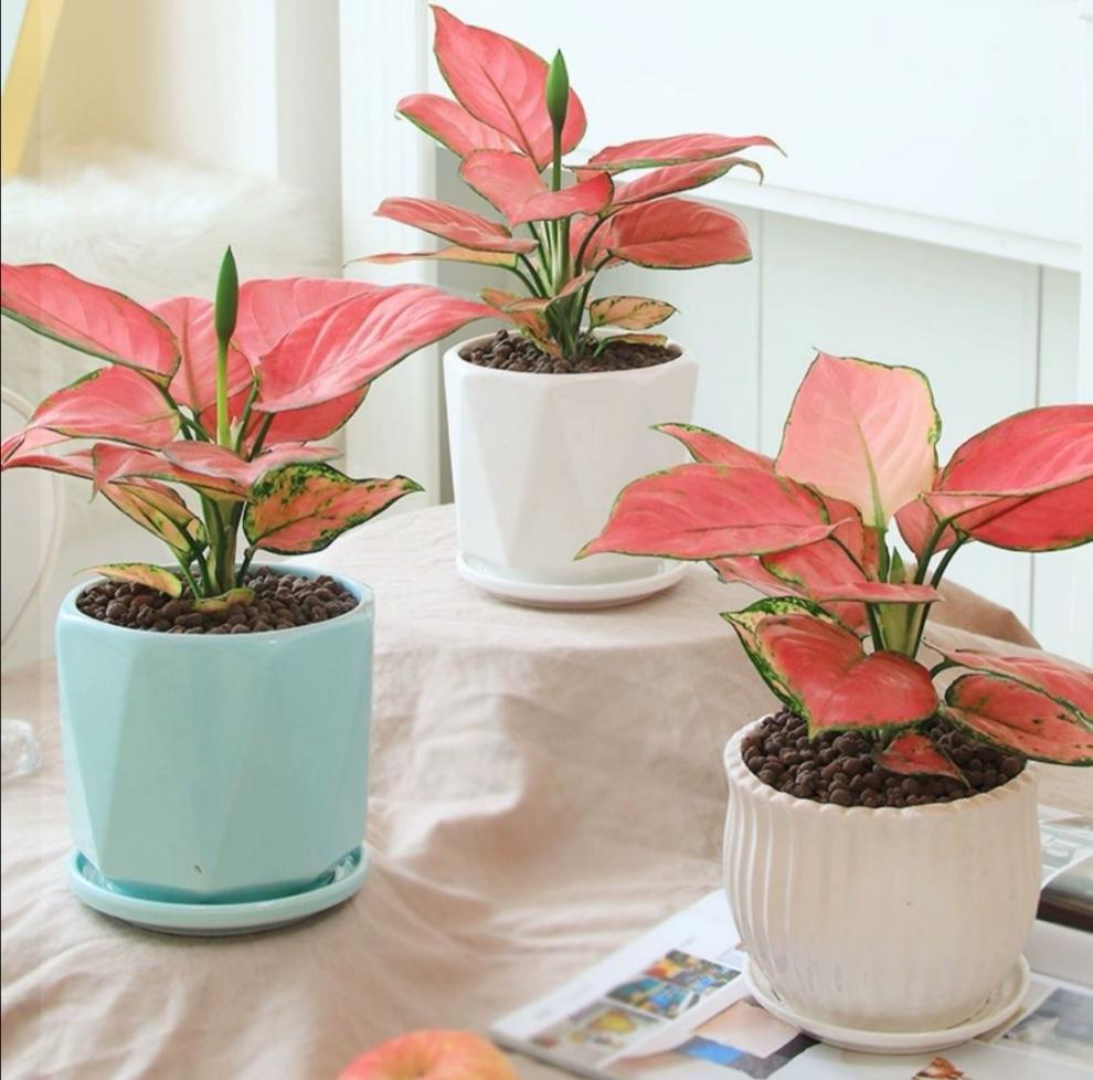 精选竹芋吉利红如意皇后万年青室内盆栽绿植室内好养客厅办公桌摆件