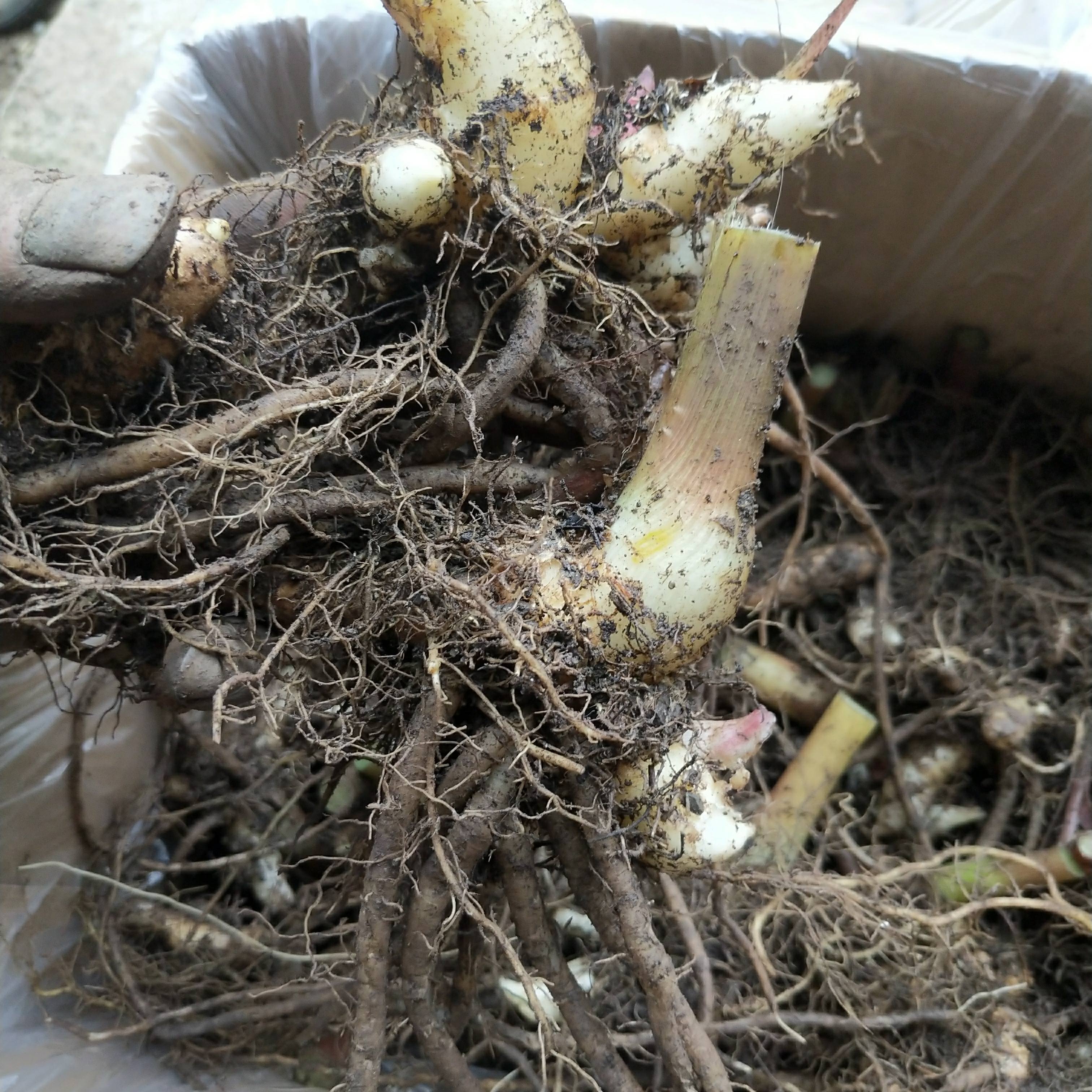 蕨菜苗蕨菜种根种苗蕨菜阳荷芹菜苗不可盆栽【嘉万滋品】 芹菜苗30棵