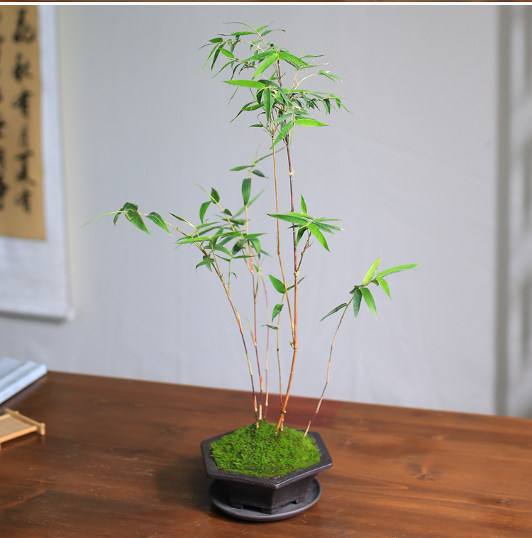 桌面绿植书房庭院阳台植物小红竹子苗竹子盆栽室内 红竹丛生5-7杆 老
