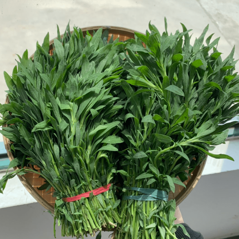 仓梵蒸菜凉拌做陷新鲜扫帚菜扫帚苗菜地肤菜地麦草蒸菜食材现挖现发