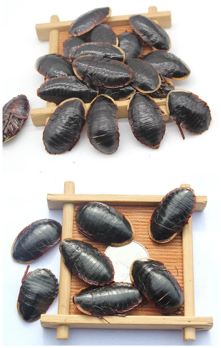 野生金边中药材 土鳖虫中药材土元非中华土鳖虫地乌龟土别 100g 500克