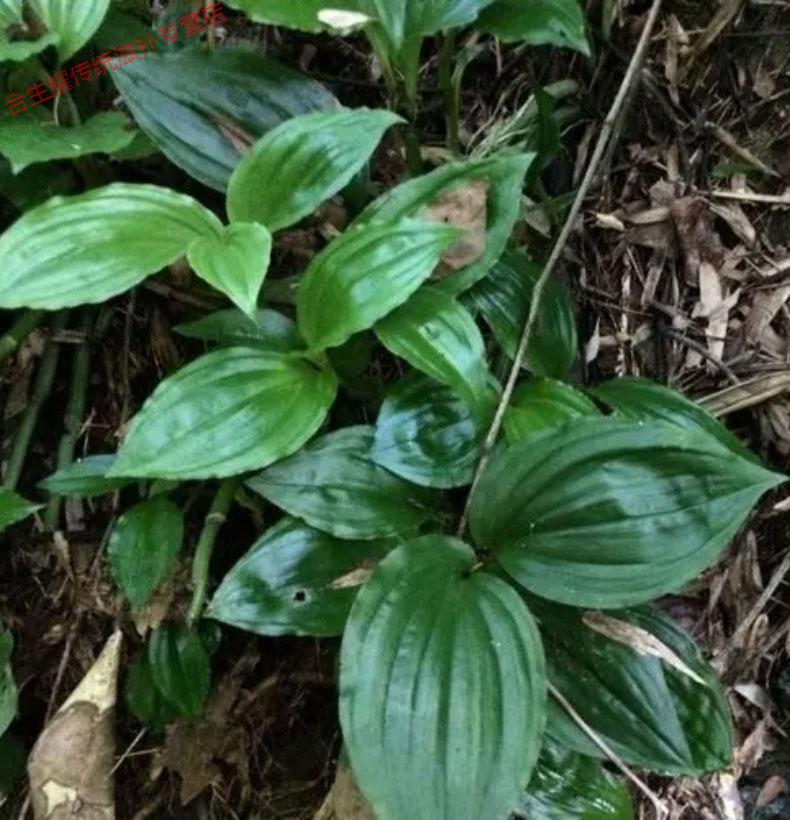 野外生见血清苗草药中草药新鲜干货整颗羊耳蒜500g