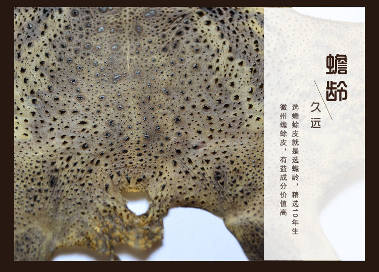 伟博30张蟾蜍衣癞蛤蟆皮活体干赖疥蛤蟆蟾蜍粉癞疙宝