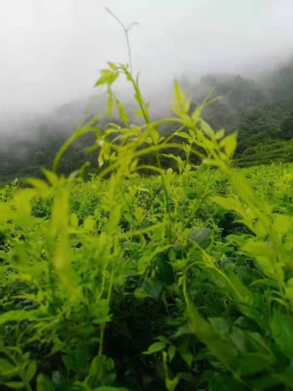 京选好货莓茶张家界野生高山莓茶特级土家龙须茅岩嫩芽尖长寿藤茶500g