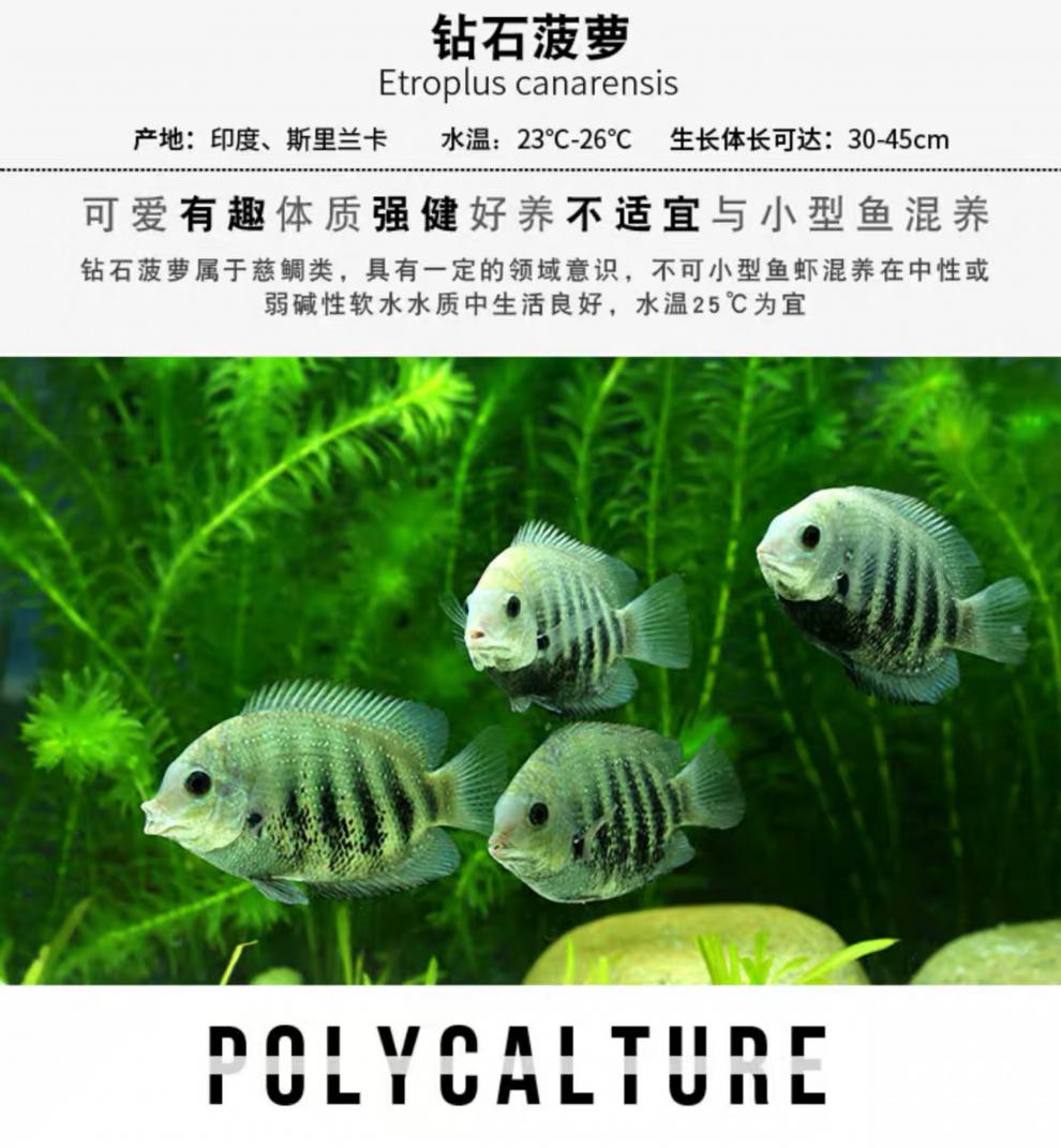 秋颖喷点菠萝鱼钻石菠萝虎斑菠萝绿巨人黑云鱼大吉大利德州豹活体虎斑