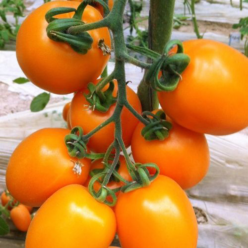 东北农家小黄柿子西红柿串黄圣女果黄罗曼农家自种新鲜蔬菜 2斤【图片