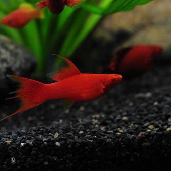 高帆燕尾红剑红箭鱼红玛丽双剑鱼红色发财鱼胎生鱼小型草缸热带鱼