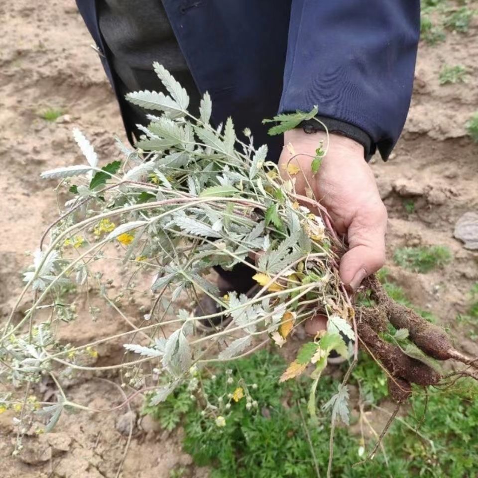 翻白草(翻白草彻底根治血糖高)