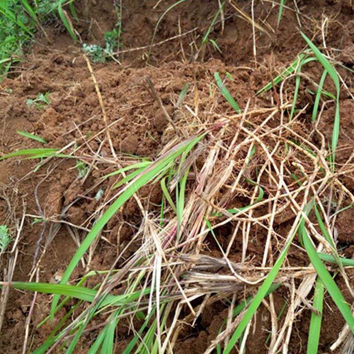 中藥材白茅根 茅草根 白茅草 白毛根 甜草根 有5公分茅根 茅根100克