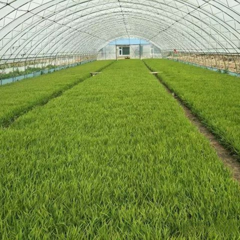 清风苑水稻秧苗盆栽农田花园苗秧梗稻杂交水稻杂交水稻秧苗100颗